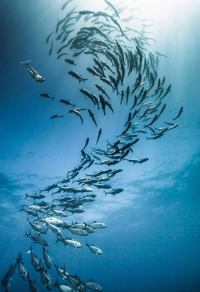 拍摄自然界最伟大最悲壮的奇观——沙丁鱼大迁徙