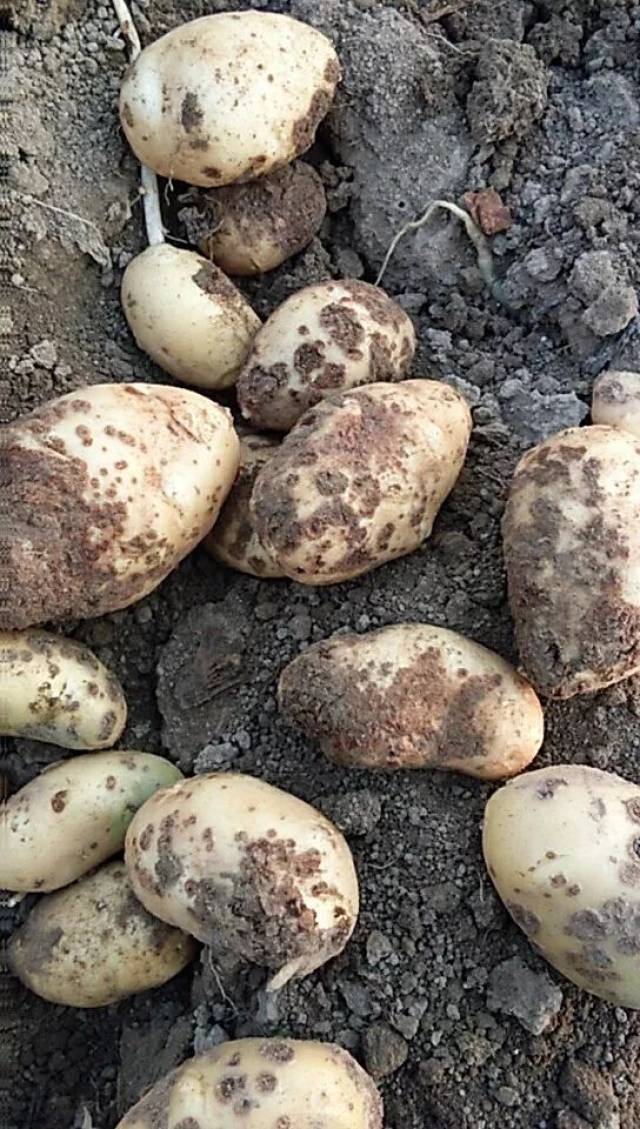 马铃薯块茎产生黑色斑点影响美观?原来是得了"疮痂病"