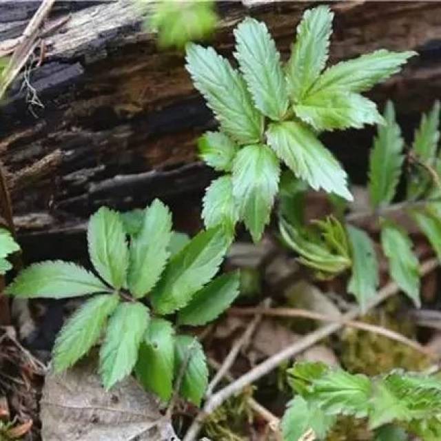 刺笼苞 羊肚菌 石杆菜