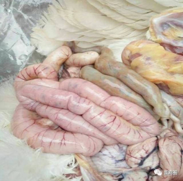 蛋鸡坏死性肠炎图片