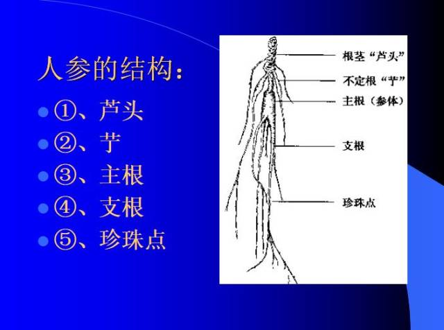 人参的性状 主根呈纺锤形或圆柱形,长3～15cm,直径1～2cm
