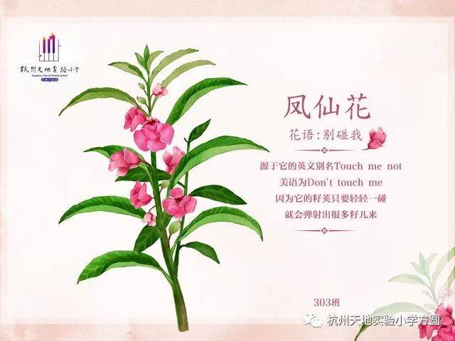 我们的小松鼠种植园