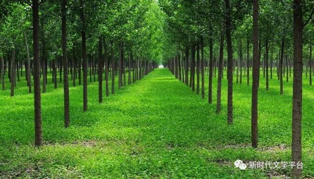 陈峰||关于一片树林的梦呓(2018江苏高考作文下水文)