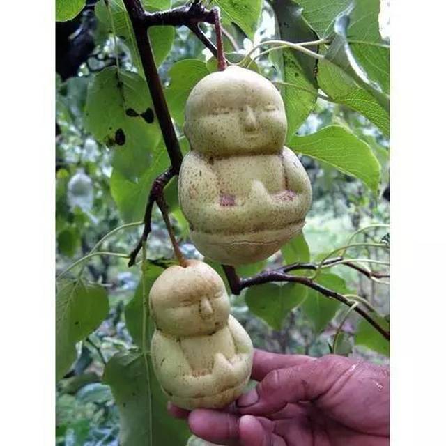 传说中的人参果?