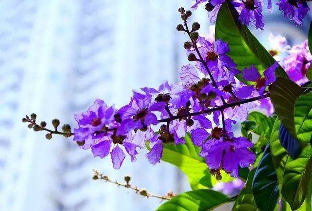 刚被厦门的凤凰花刷屏,又被这片紫色惊艳了!还有.等了两年才等到!