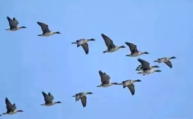 敢担当的"领头雁"干部