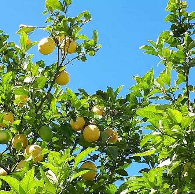 盘尼西林柠檬树图片