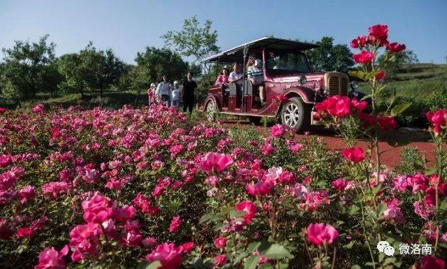 洛南玫瑰小镇,美了田园还富了乡亲们!