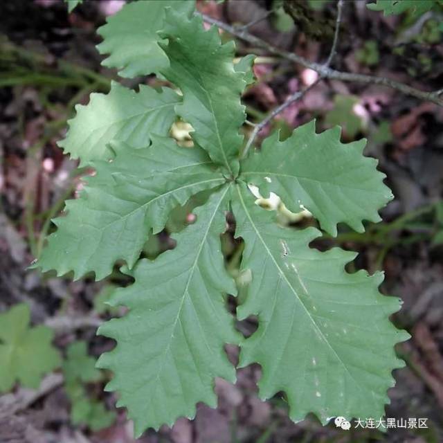 蒙古栎树叶图片,梧桐树叶图片,树叶图片大全(第4页)_大山谷图库