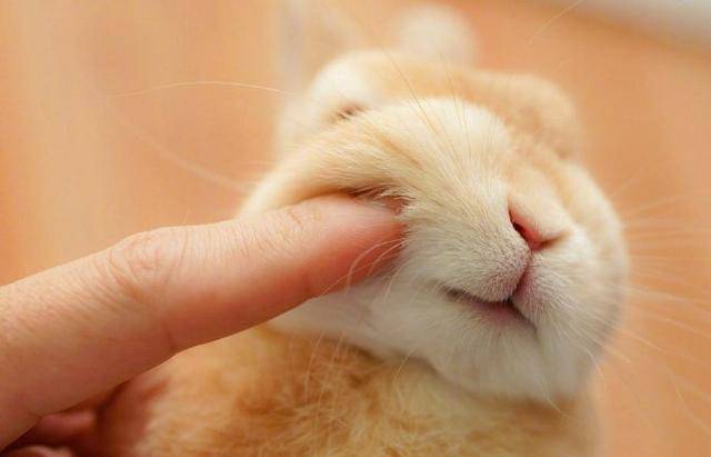 日本网友分享用手戳兔子的肉脸,看完很想养兔子了!