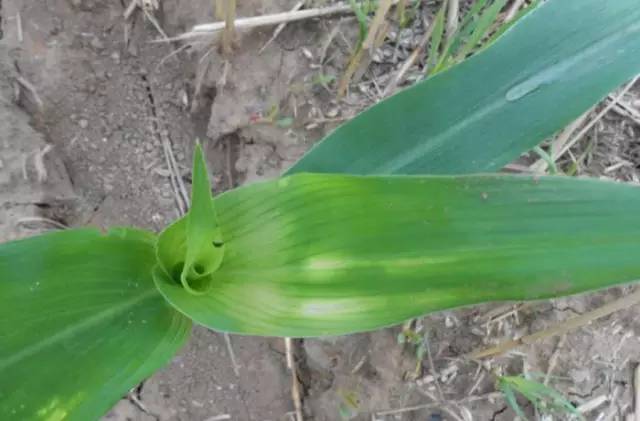 高清图解玉米药害