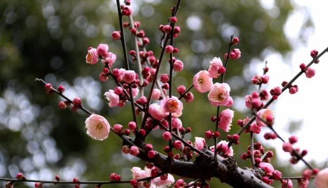 纳兰性德经典诗词名句精选96首,酣畅淋漓,