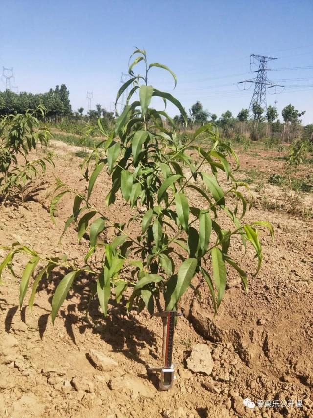 第28期 桃树主干形第一年的管理