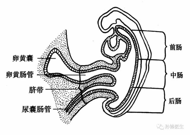 孤立肠袢图片