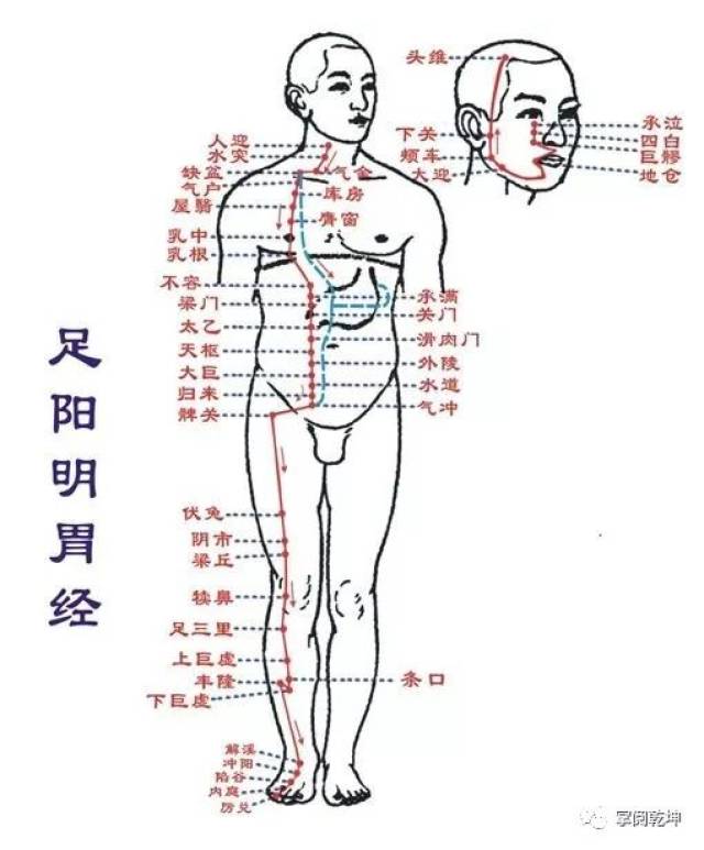 2.足阳明胃之经. 脾与胃为合.