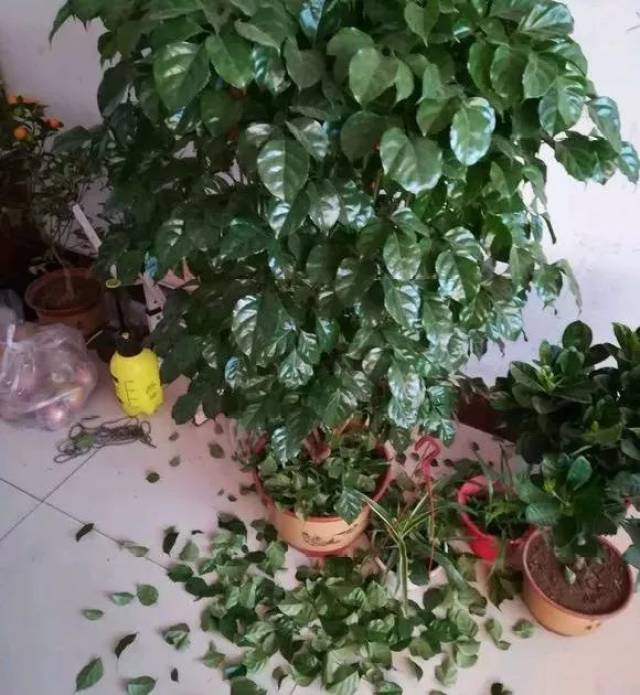 【花语新谈】花儿叶片黄了,不一定缺水了