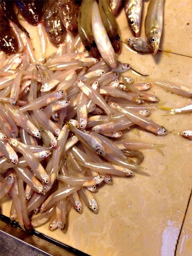 康氏小公鱼,暖水性近海小型鳀科鱼类,身体白色略透明,成鱼体长一般为