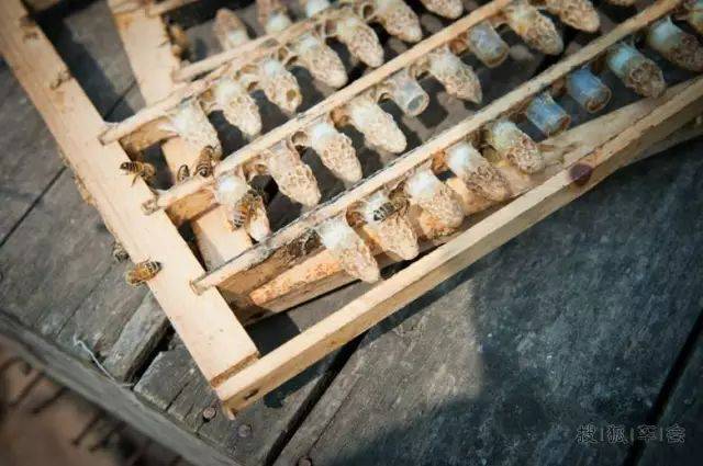 怎样才能育出好蜂王