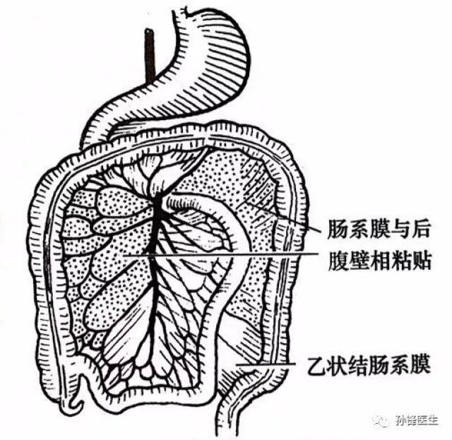 医学专家|原肠的生理性旋转过程,究竟发生了什么?