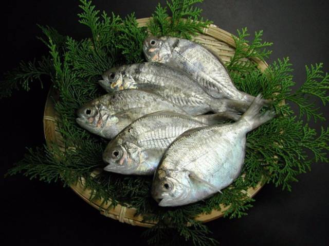 刺鲳体被薄圆鳞,但极易脱落,我们在市场上买到的刺鲳,是 几乎看不到有