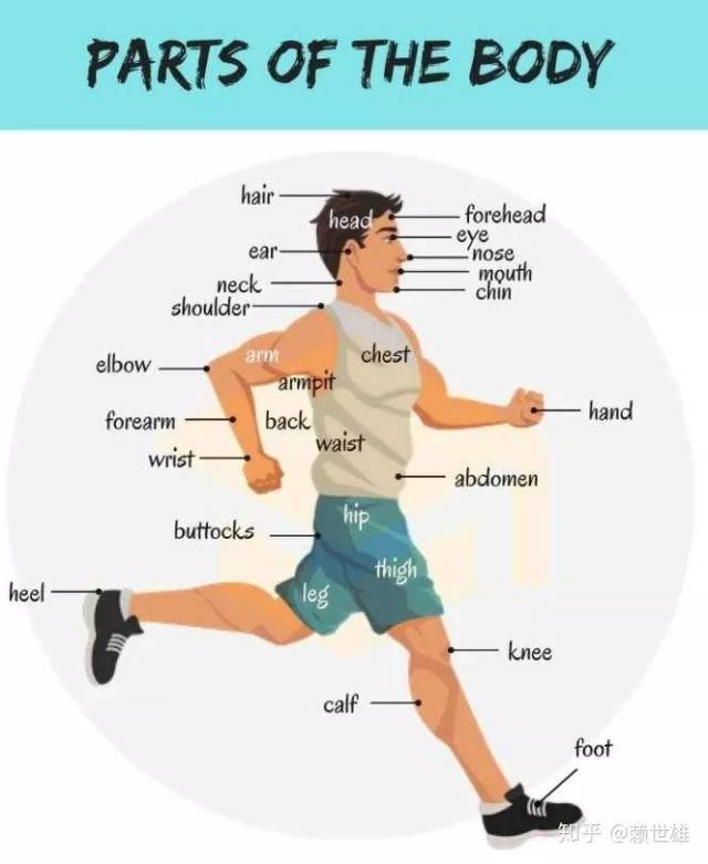 【赖老师周末小课堂】人体部位英文图解大百科