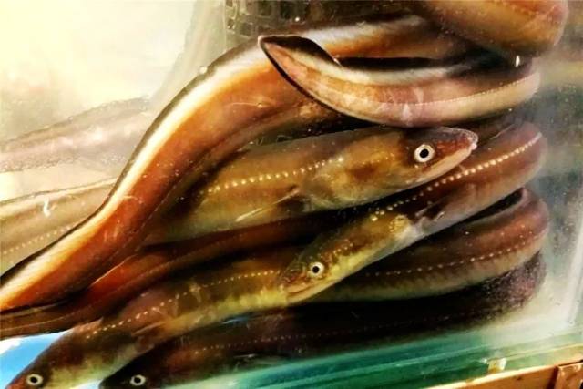 是不是正宗宁波人,就看你认不认得出这些海鲜!