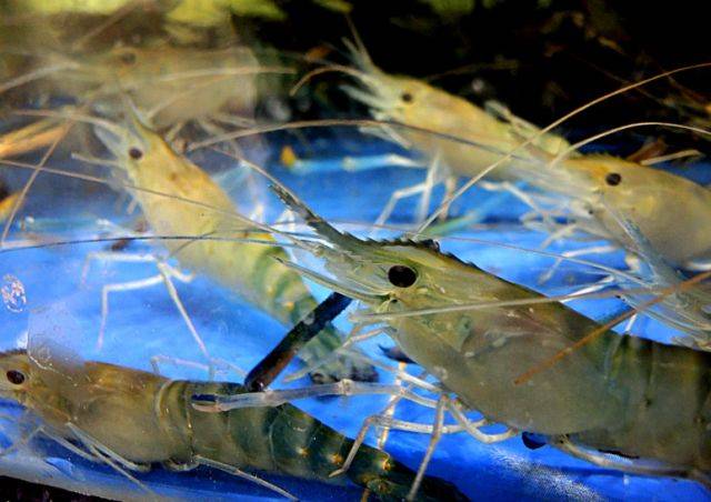 游水虾 live shrimp (限周五,六,日)
