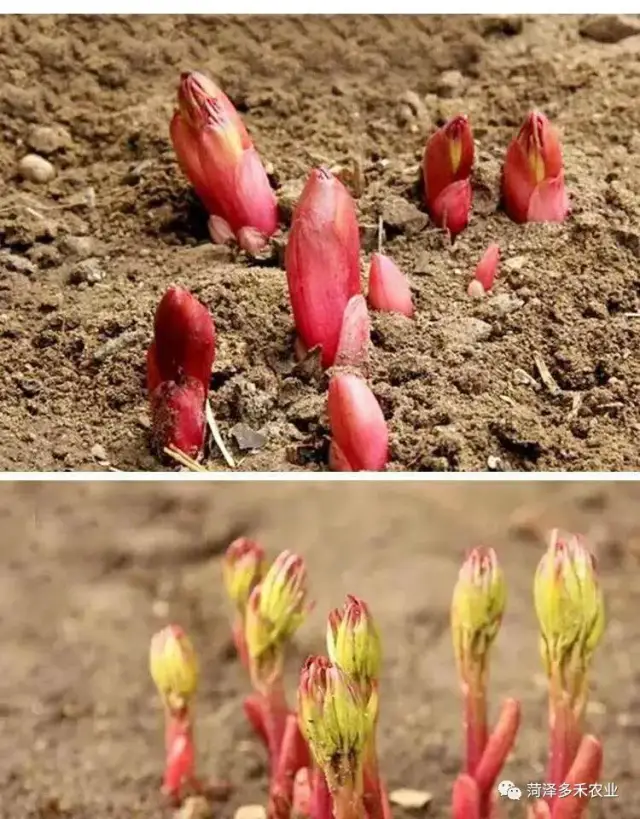 芍藥種子的種植方法