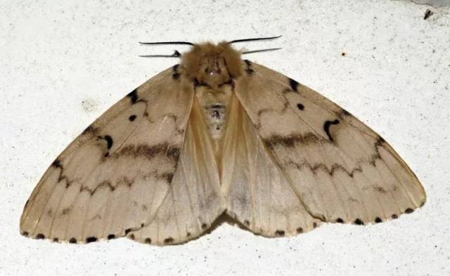 成虫具有趋光性,雄蛾善飞翔,常成群作旋转飞舞.