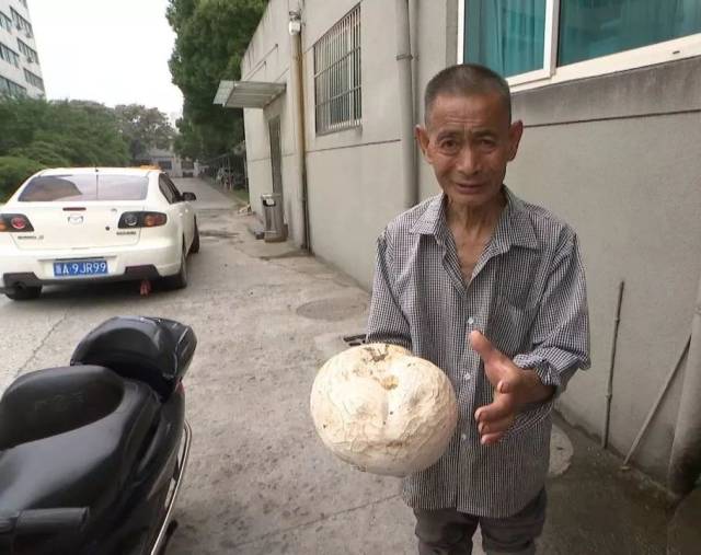 他在村里的茶山上发现了一个巨型"白胖子" 据蓝妹观察