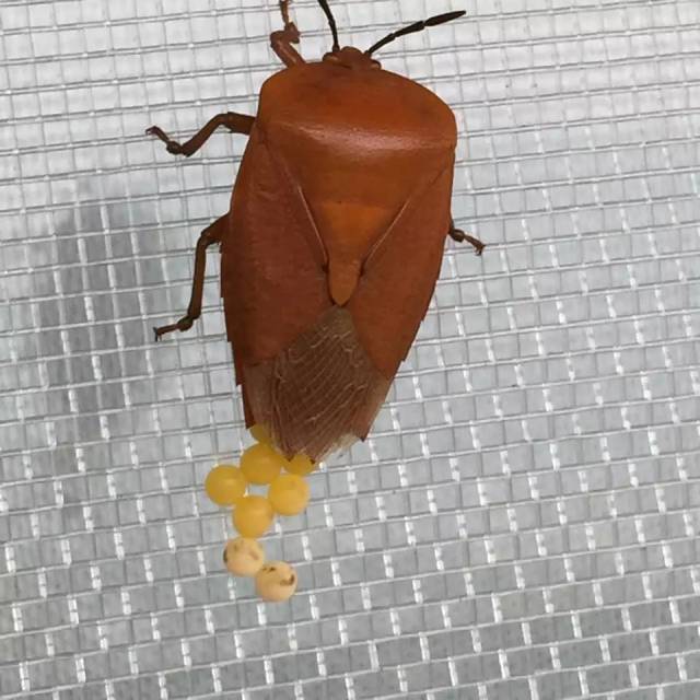 容县农村常见的臭屁虫有人竟卖到200元斤还被抢爆