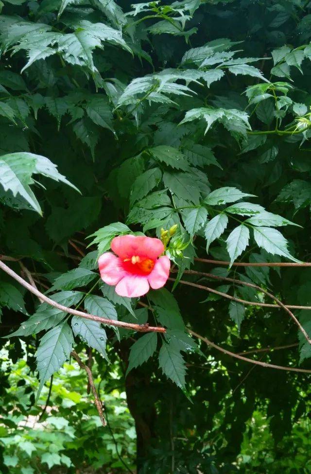 科屬:紫葳科 凌霄屬 別名紫葳,五爪龍,紅花倒水蓮,倒掛金鐘,上樹龍