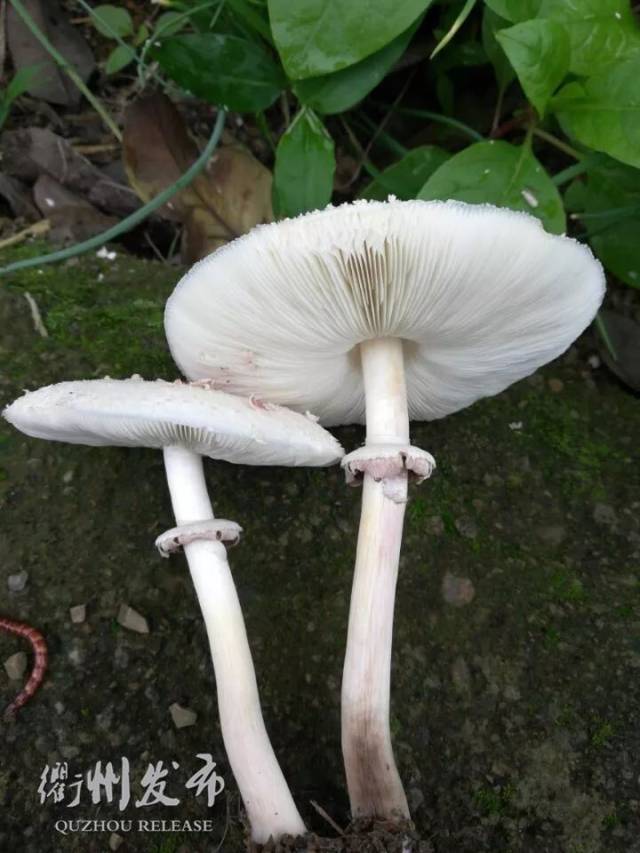 这种蘑菇叫大青褶伞,又名铅青褶伞,铅绿褶伞,有毒,是本次造成中毒