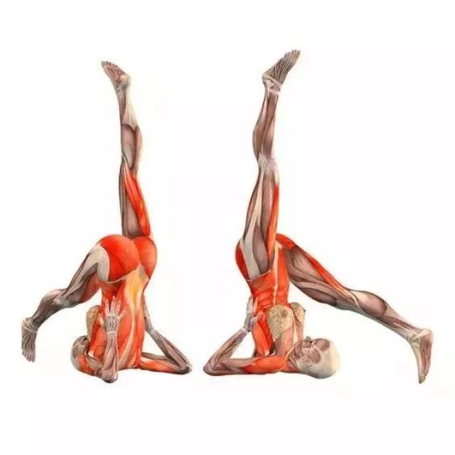 瑜伽"肩倒立",让你好像年轻20岁!