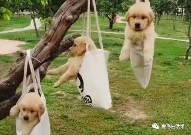 公园里有人把狗狗挂在树上,得知背后的真相后,感觉特别暖心!