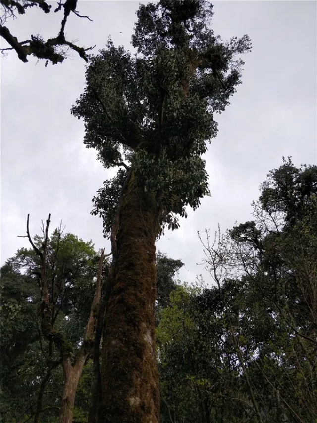 云南"忙肺"纯手工千年古树茶亮相第十二届西安茶博会引热议