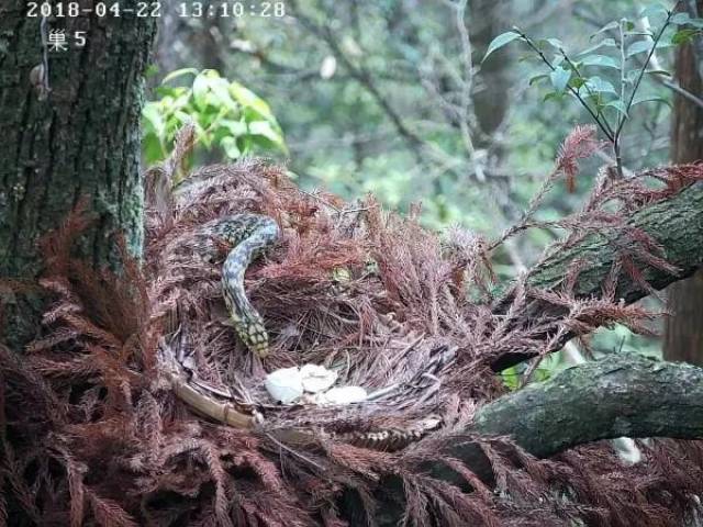 黄腹角雉的天敌主要有青鼬,黄腹鼬,豹猫,花面狸,林雕,凤头鹰,松鸦,王