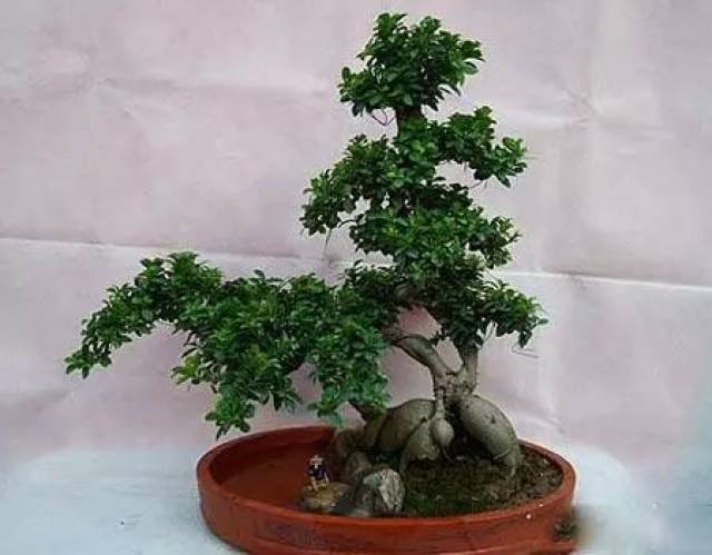 种植榕树盆景?看这一篇就够了!(详细的榕树盆栽方法与技巧)
