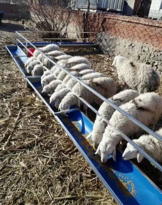 简易设计,又当羊圈又当槽,省钱了!