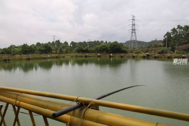 8折!免费送整只白切鸡!寮步这家农庄让人念念不忘竟然是.