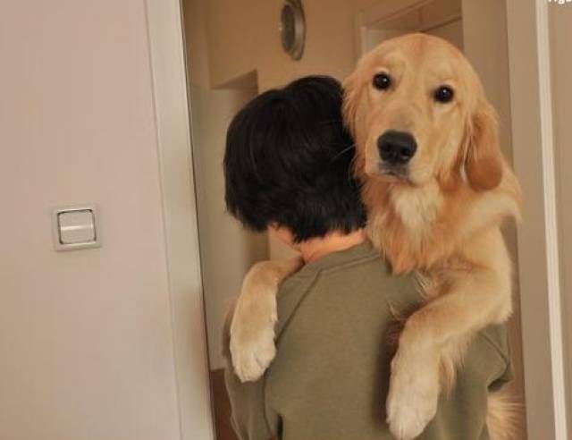 金毛犬都有的6大"怪癖",说好的暖男呢?都是骗人的!_手机搜狐网