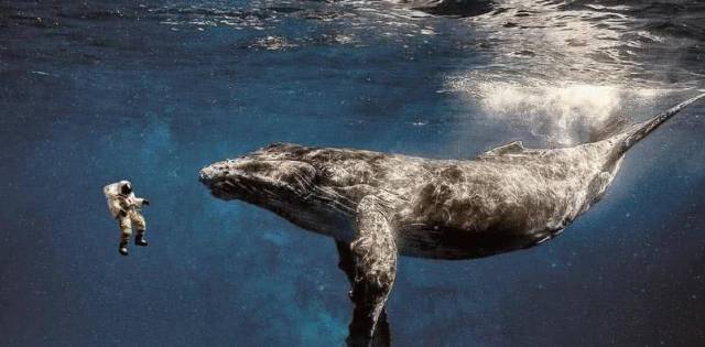 那是人类最孤独的48分钟;当海洋里有一只鲸鱼发出52hz的频率时,人们称