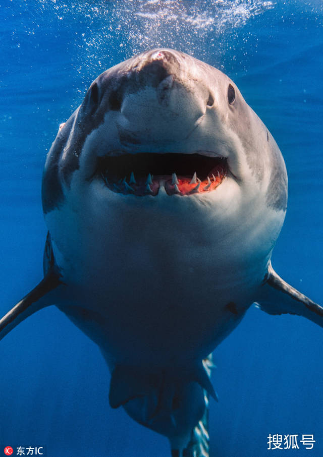 白鲨好奇打探摄像头 咧嘴微笑獠牙看得人心惊胆战