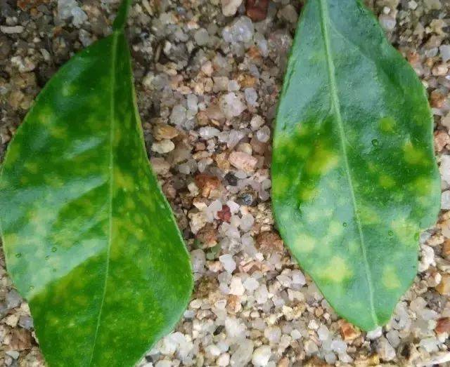 新手需要关注剂型 叠加药害:一次复配太多的乳油制剂,微乳制剂药物