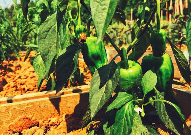 初夏,村花村草已准备好,来否?