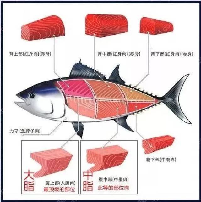 salmon 三文鱼 tuna 吞拿 halibut 大比目鱼 octopus 章鱼 shrimp 虾