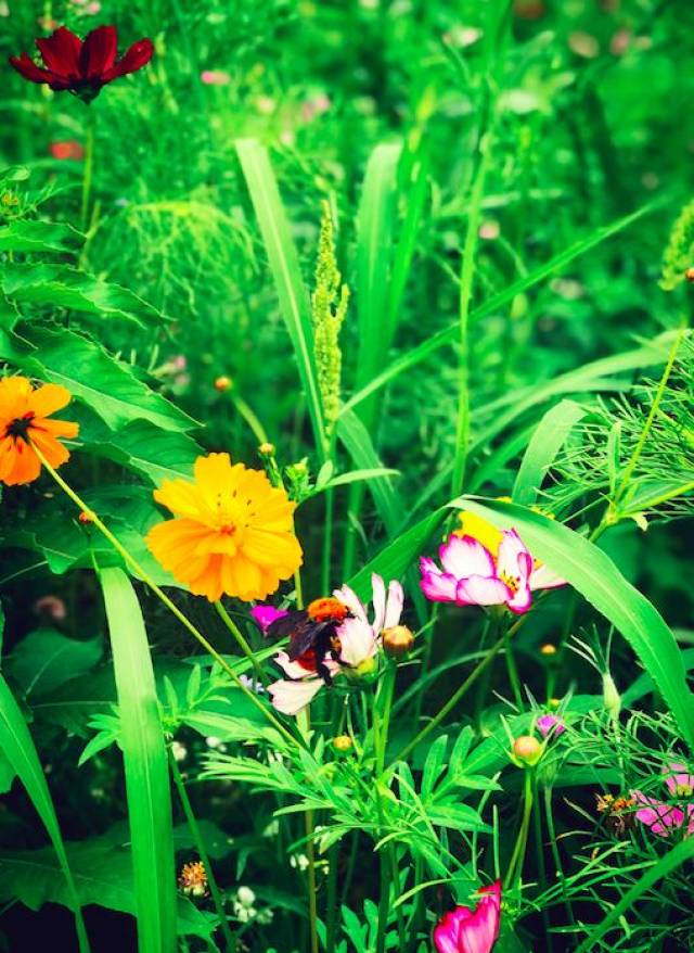 初夏,村花村草已准备好,来否?