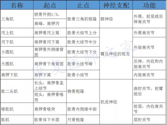 肌肉起止点功能图表图片