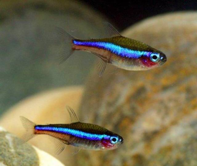 它的名字是怎么来的吗?