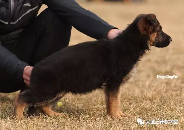 德牧战斧资料图片